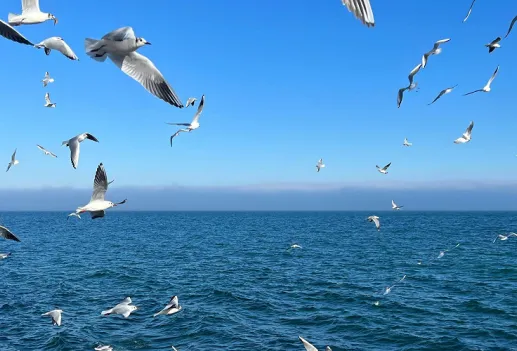 CIFI UNVEILS STRONG FINANCIAL PERFORMANCE AND DEEPENING ESG COMMITMENT IN 2024 ANNUAL REPORT