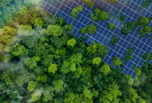 Paneles solares en un bosque
