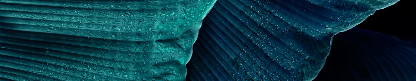 Local Instruments Banner