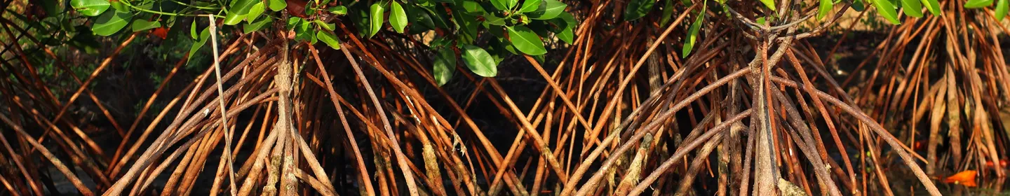 Report Wrongdoing Banner